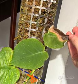Talea di monstera dubia