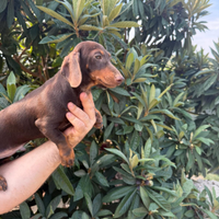 Cucciolo di bassotto cioccolato