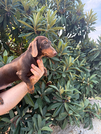 Cucciolo di bassotto cioccolato