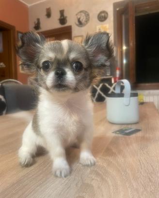 Disponibili cani Chihuahua a pelo lungo