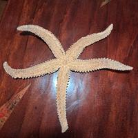 stella marina molto grande 45cm