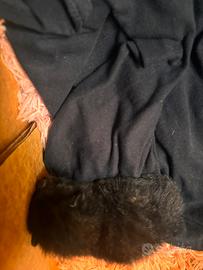 Gatto nero