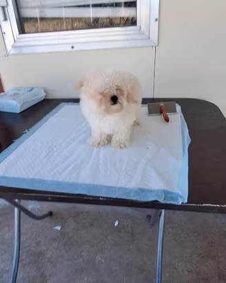 Maltipoo colore beige