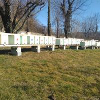 Nuclei di api carniche 2025