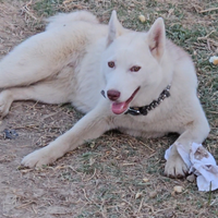 Cucciola Siberian Husky