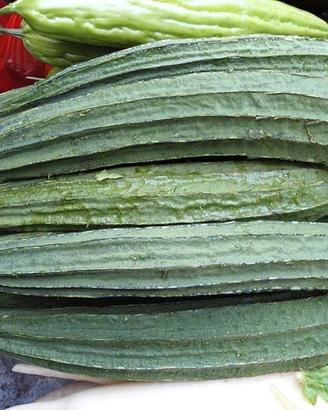 50 Semi di spugna vegetale, Luffa Cylindrica 