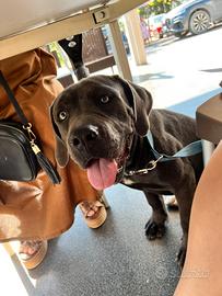 Cane corso e american bully