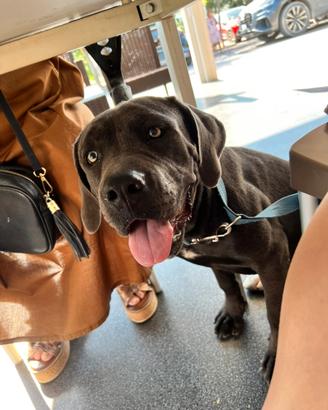Cane corso e american bully