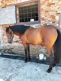 Cavallo PRE