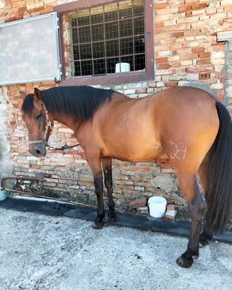 Cavallo PRE