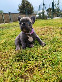 Bulldog Francese
