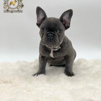 Esclusiva Principessina Bulldog Francese Total Blu