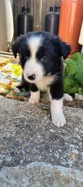 Border collie