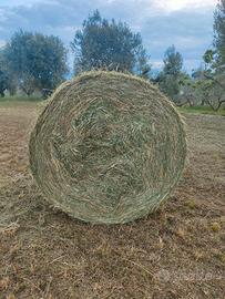 FIENO SECONDO TAGLIO