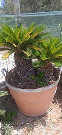Cycas