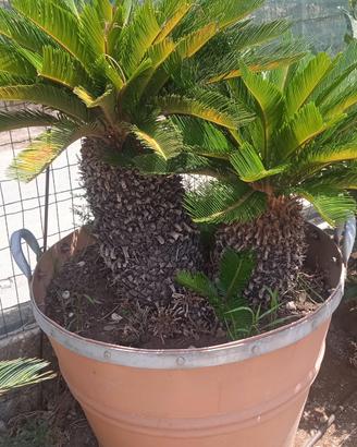 Cycas