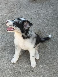 Border collie femmine merle