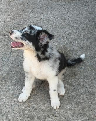 Border collie femmine merle