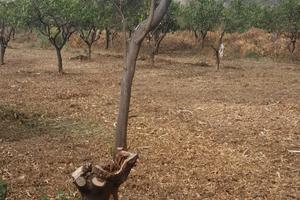 Terreno edificabile San Carlo di condofuri