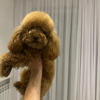 Monta barboncino mini toy