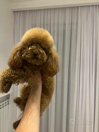 Monta barboncino mini toy