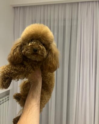 Monta barboncino mini toy