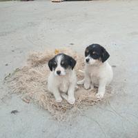 Cuccioli di cani di circa 40 giorni