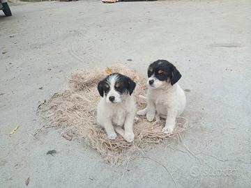 Cuccioli di cani di circa 40 giorni