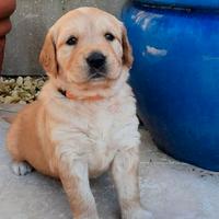 Cuccioli di golden retriever maschi femmine