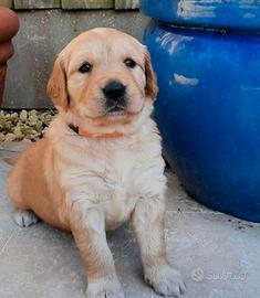 Cuccioli di golden retriever maschi femmine