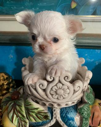 Chihuahua toy