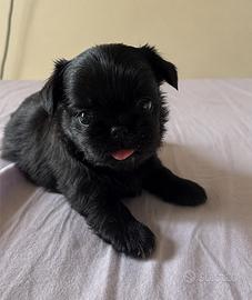 Cucciolo chihuahua