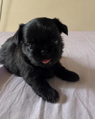 Cucciolo chihuahua