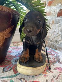 Cucciola di bassotto