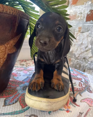 Cucciola di bassotto