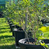 Piante di Mirtillo Duke