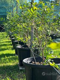 Piante di Mirtillo Duke