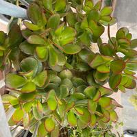 Pianta BABY Crassula ovata Pianta di giada