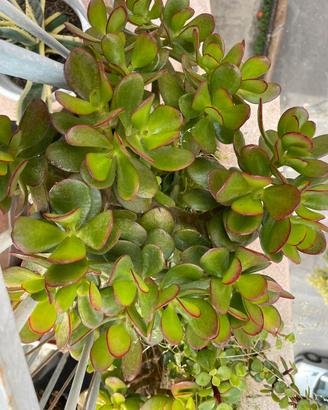 Pianta BABY Crassula ovata Pianta di giada