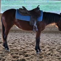 Puledra quarter horse 2022