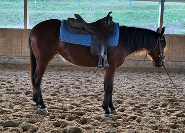 Puledra quarter horse 2022