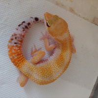 Geco leopardino