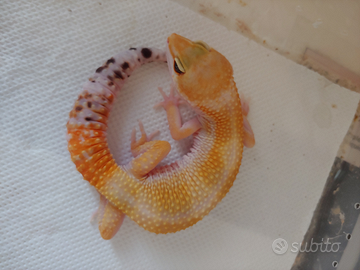Geco leopardino