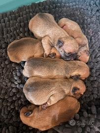 Bulldog francese