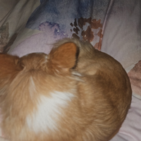 Chiuahua a pelo lungo per monta