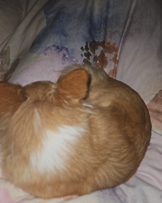 Chiuahua a pelo lungo per monta