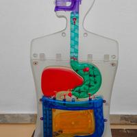 Modello Anatomico Didattico/Gioco
