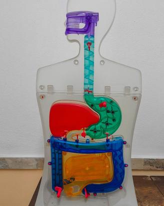 Modello Anatomico Didattico/Gioco