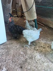 Galline ornamentali