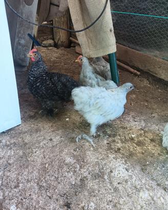 Galline ornamentali